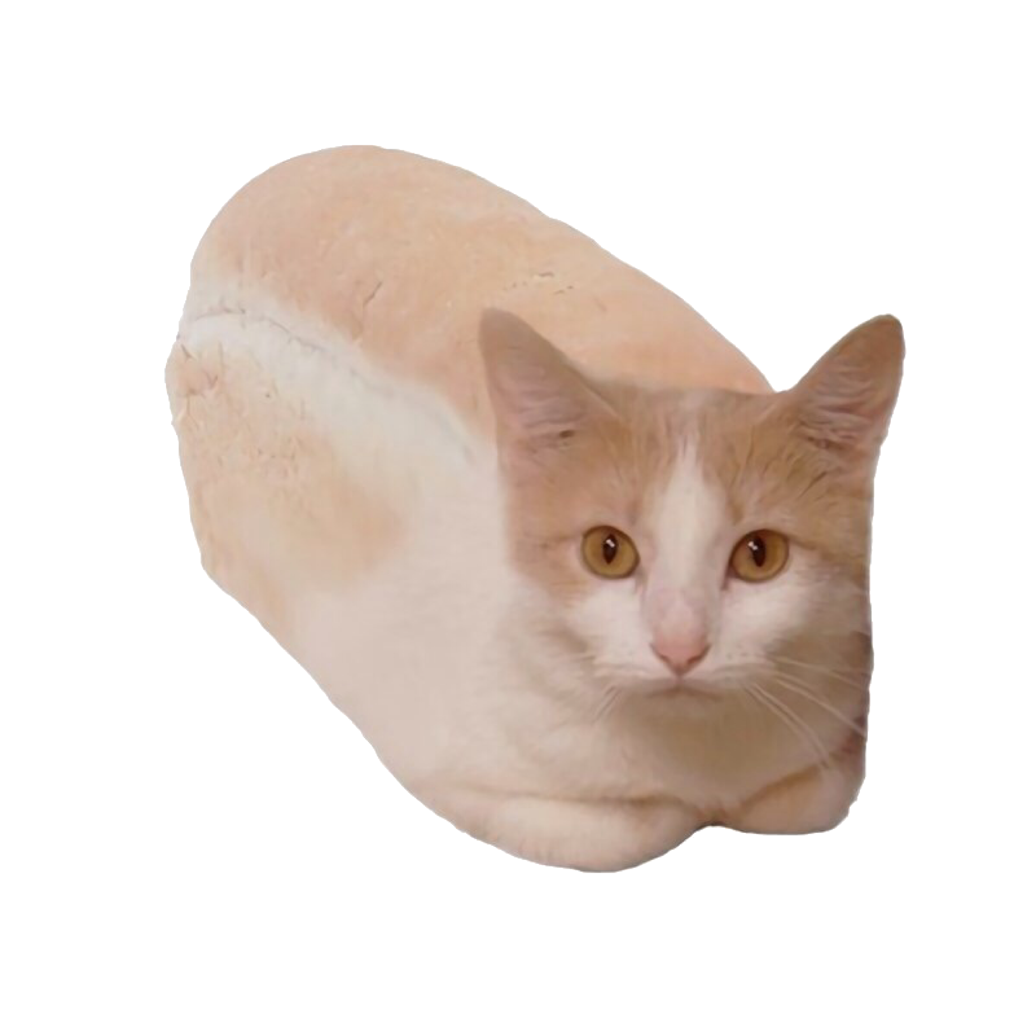 overlay-image